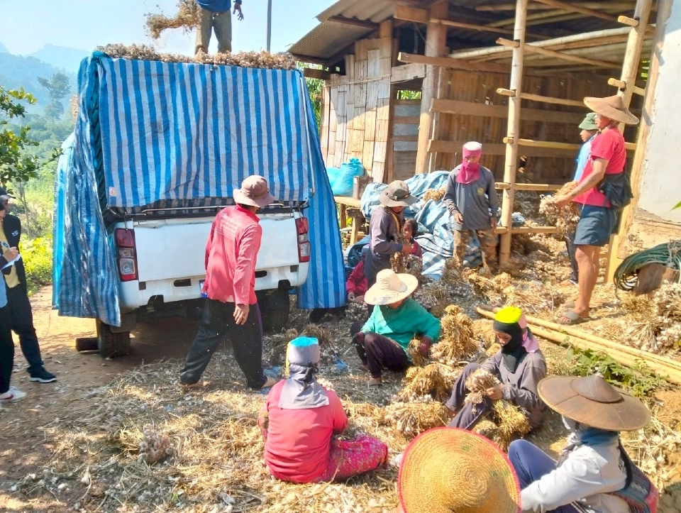 พาณิชย์ เร่งระบายกระเทียม 100 ตัน ขายผ่านธงฟ้า-อีคอมเมิร์ซ ช่วยเกษตรกร