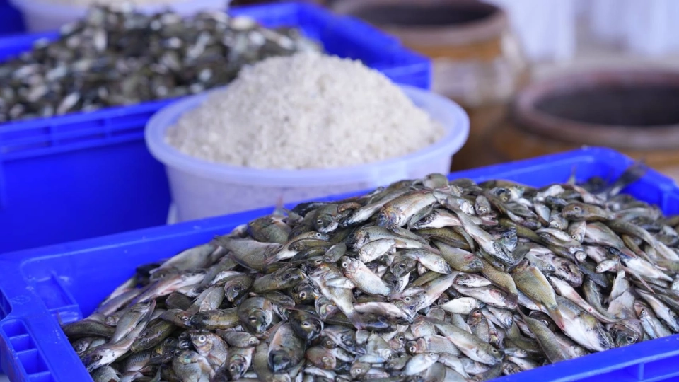 น้ำปลา “ปลาหมอคางดำ” รสชาติใหม่ หอม อร่อย เต็มไปด้วยคุณค่า