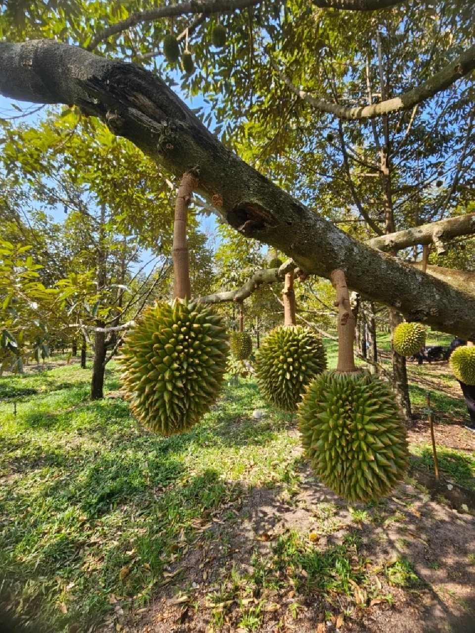 แปลงใหญ่ "ทุเรียนหนองโสน" สร้างมูลค่ากว่า 23.79 ล้านบาท