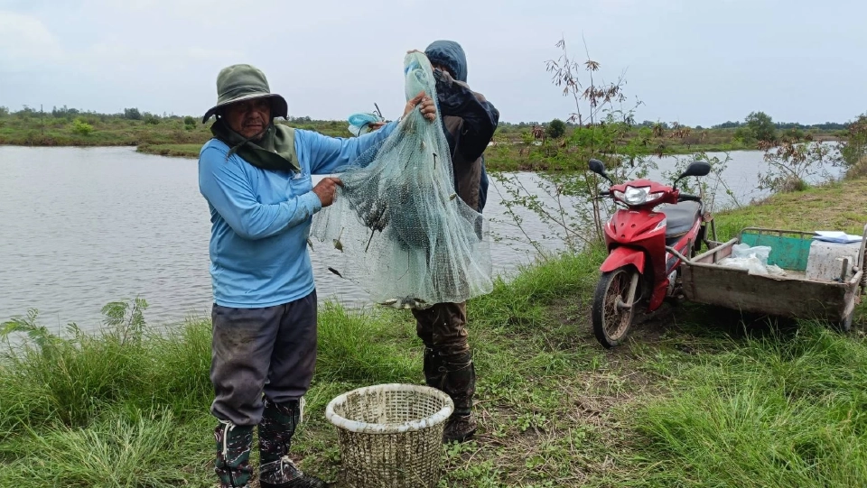 ประมงสมุทรสงครามปูพรมจับ “ปลาหมอคางดำ” ต่อเนื่องแบบไม่พัก