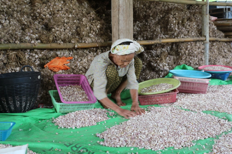 พาณิชย์ เร่งระบายกระเทียม 100 ตัน ขายผ่านธงฟ้า-อีคอมเมิร์ซ ช่วยเกษตรกร