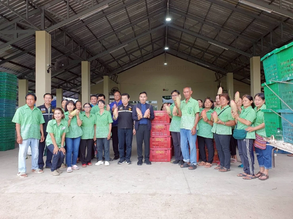 เร่งระบายมะม่วงแฟนซี เชียงใหม่–ลำพูน ดัน 100 ตันลงโมบายธงฟ้า ขายกทม.