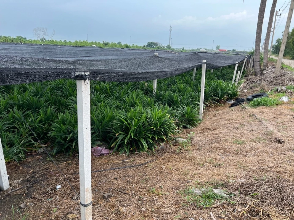 พาณิชย์ขึ้นทะเบียน GI "เตยหอมปทุม" สร้างรายได้เกษตรกร 32 ล้าน/ปี