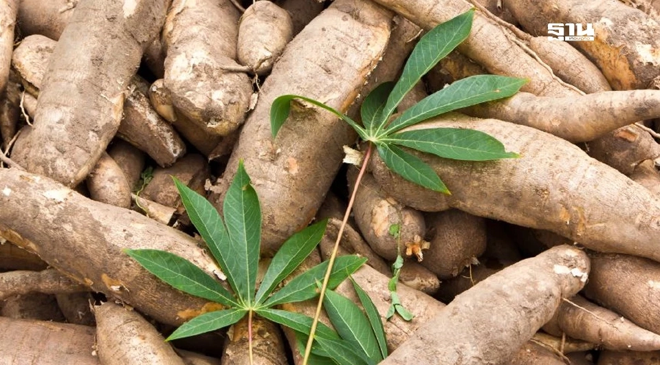 ปิดด่านได้ผล "มันสำปะหลังพุ่ง" จี้นายกฯจำกัดโควตา-เร่งตั้งโรงปุ๋ยโปแตช