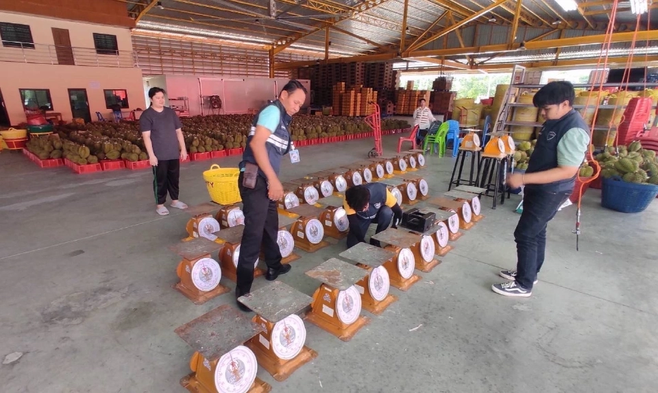 พาณิชย์ ตรวจเข้มเครื่องชั่ง ล้ง รับซื้อผลไม้ทั่วประเทศ ทำผิดเจอคุก 7ปี