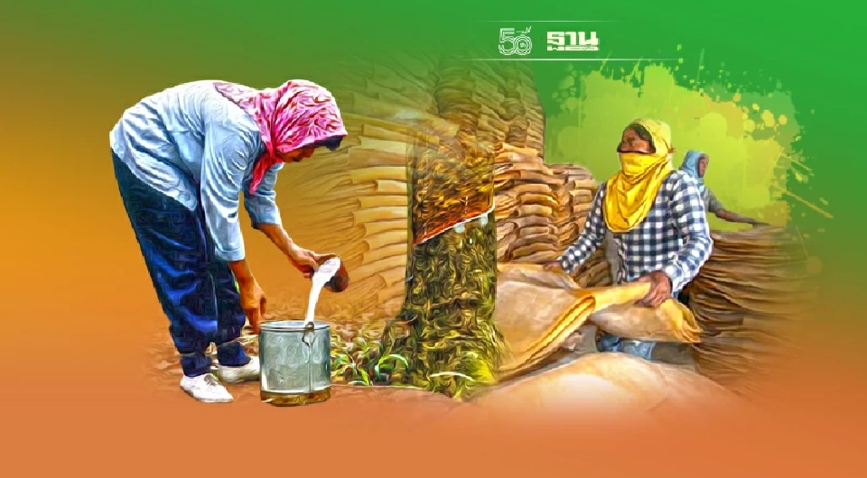 10 ล้าน แรงงานเกษตร เฮ จ่อเข้าประกัน มาตรา33 นายจ้างค้านอ้างเพิ่มต้นทุน