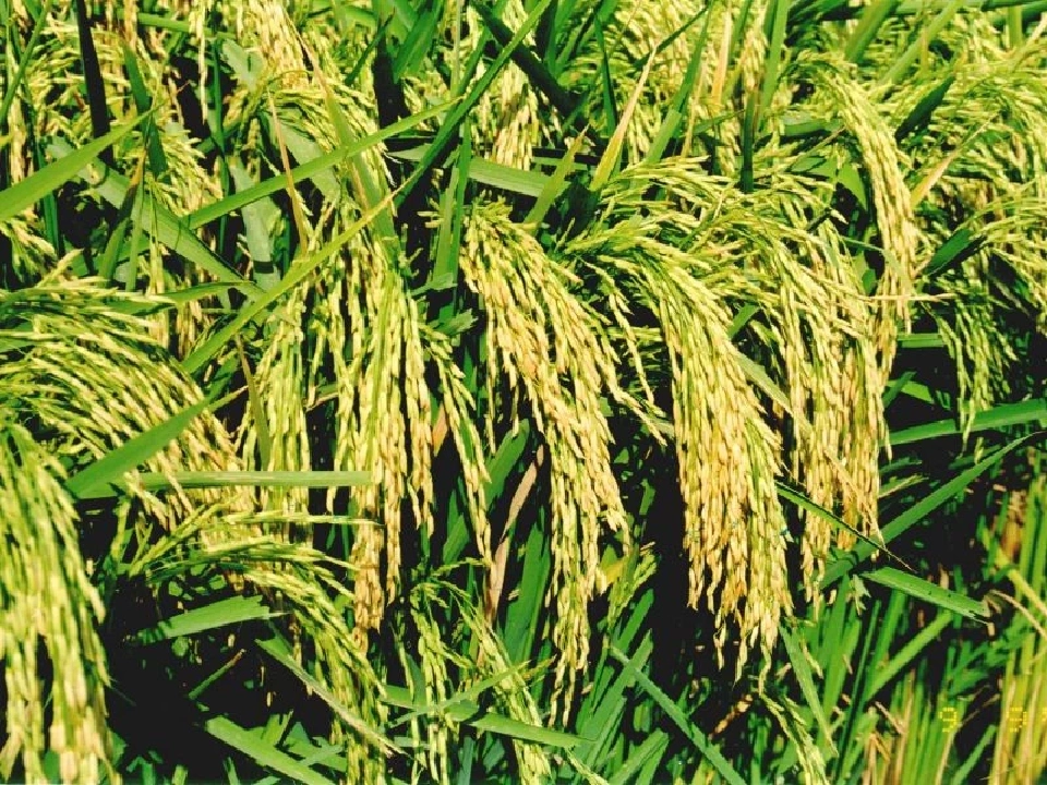 "ชาวนา”  ร้องราคาข้าวดิ่งกว่า 50%  ต้นทุนพุ่ง 7 พันต่อไร่  รัฐยังไร้เยียวยา