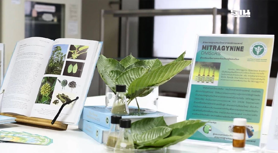 'กรมวิทย์' เร่งพัฒนานวัตกรรมสมุนไพรไทย สู่ Medical & Wellness Hub