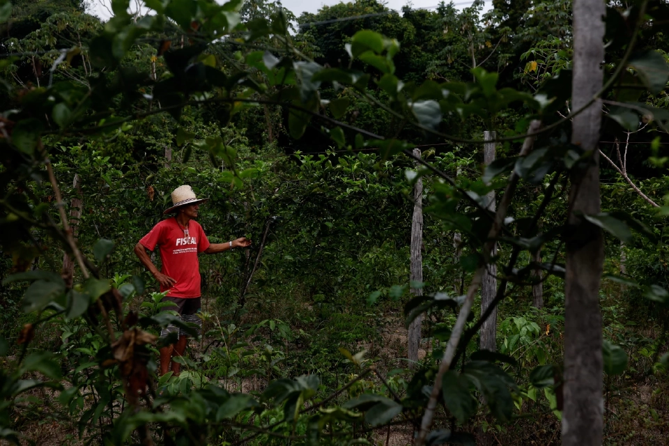 Paulo da Silva Bezerra วัย 62 ปี เกษตรกรที่ทำไร่ทำนาเพื่อยังชีพ ยืนอยู่ในทุ่งนาของเขา พร้อมพูดคุยเกี่ยวกับพืชต่างๆ ที่กำลังได้รับผลกระทบจากการขยายตัวของถั่วเหลืองในภูมิภาคที่เคยเป็นป่าชื้นที่อุดมสมบูรณ์พร้อมฝนที่ตกหนัก ในซานตาเรม รัฐปารา ประเทศบราซิลเมื่อวันที่ 7 ตุลาคม 2024 REUTERS