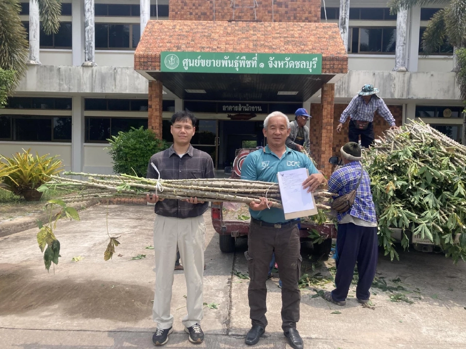 ข่าวดี “กรมส่งเสริมการเกษตร” ส่งท่อนพันธุ์ต้านโรคใบด่างมันสำปะหลัง กว่า 1.8 แสนลำ