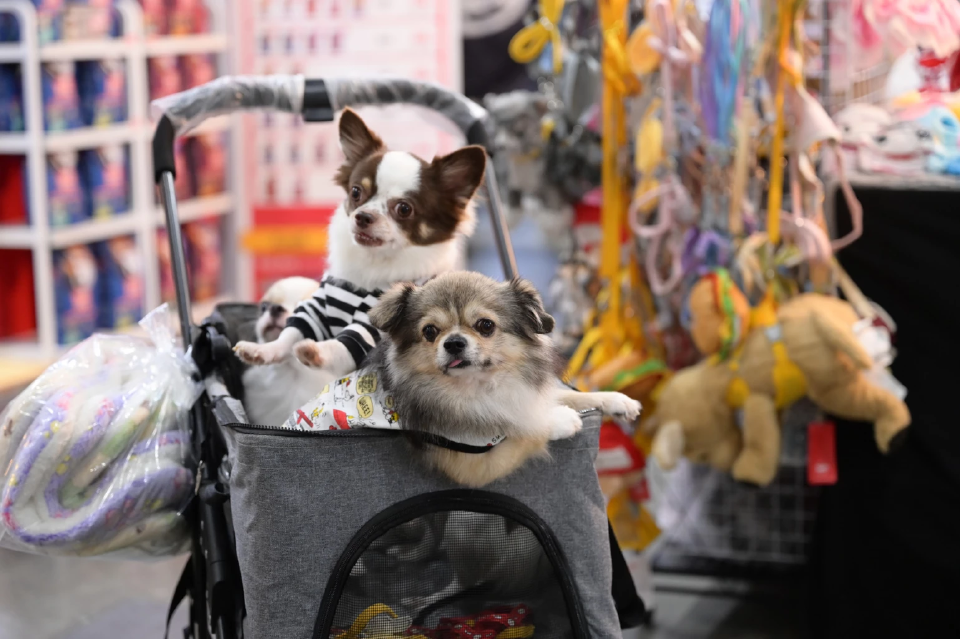 เทรนด์สัตว์เลี้ยงโตแรง อิมแพ็คจัด \"Dog Show\" คาดสร้างเงินสะพัด  75 ล้าน