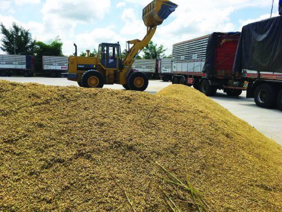 ผงะ! ราคาข้าวเปลือกเจ้า  25% เหลือ 5,000 บาท/ตัน ต่ำสุดในรอบ 17  ปี