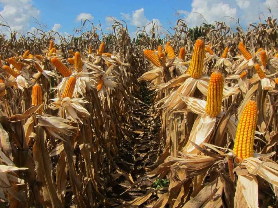 สมาคมผู้ผลิตอาหารสัตว์ไทยแจง หยุดรับซื้อข้าวโพด ช่วงนอกฤดูเป็นปกติ