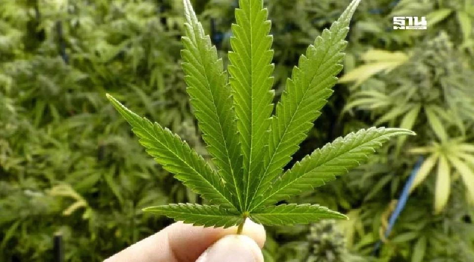 สายเขียวต้องรู้ เปิดรายละเอียดประกาศ สธ. คุม "กัญชา" ฉบับล่าสุด 