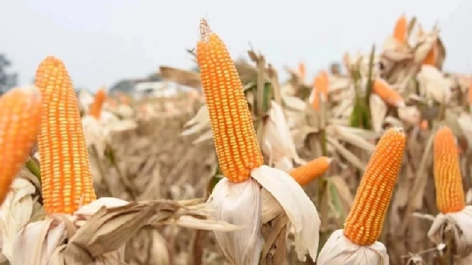 สมาคมผู้ผลิตอาหารสัตว์ไทยแจง หยุดรับซื้อข้าวโพด ช่วงนอกฤดูเป็นปกติ