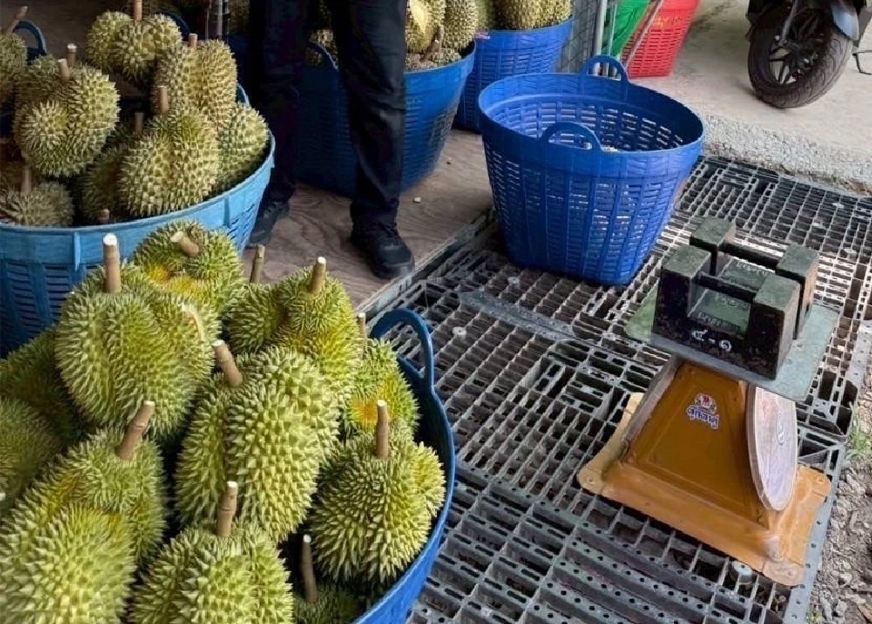 พาณิชย์ ตรวจเข้มเครื่องชั่ง ล้ง รับซื้อผลไม้ทั่วประเทศ ทำผิดเจอคุก 7ปี