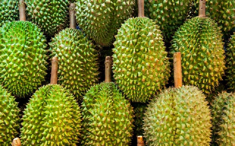 สวนทุเรียนอินทรีย์ครบวงจร : หนทางรอดทุเรียนไทยในอนาคต