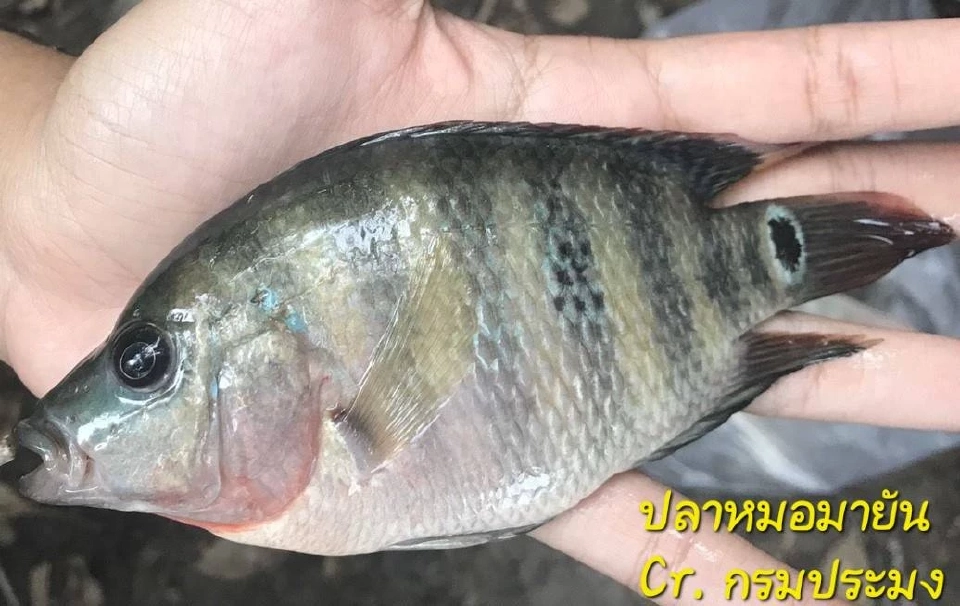 3 หลักฐานสำคัญต้องพิสูจน์ความจริง“ปลาหมอคางดำ”