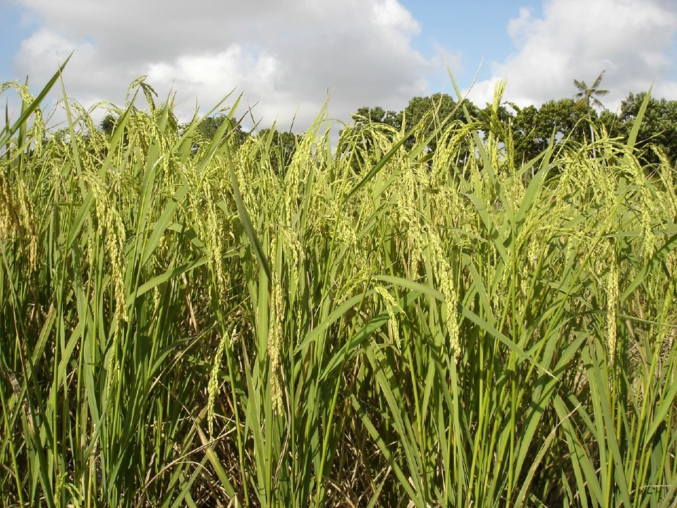 เปิดโผตลาดข้าวไทย 5 เดือนแรก สหรัฐเบอร์ 1 ข้าวขาววูบหนัก-หอมมะลิบวกเล็กน้อย