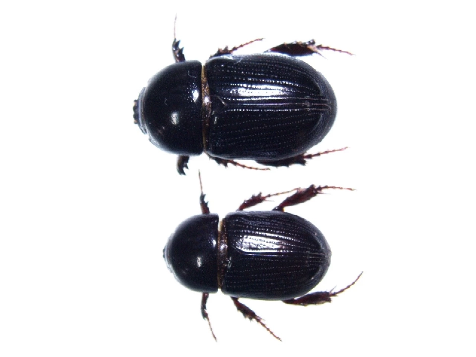 เตือนภัย! ด้วงดำระบาดหนัก กระทรวงเกษตรฯ แนะวิธีปลูก ป้องกันข้าวจมดิน