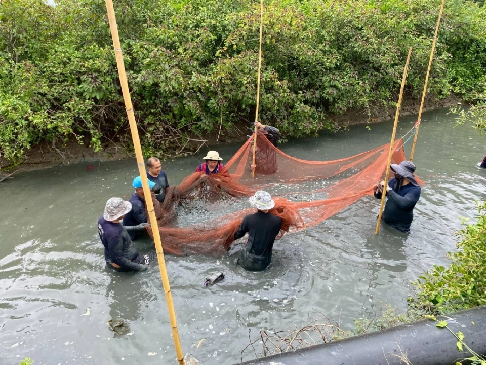 สมุทรสงครามโชว์ผลปราบ“ปลาหมอคางดำ”ลดลงจริง หลังร่วมมือทุกฝ่าย