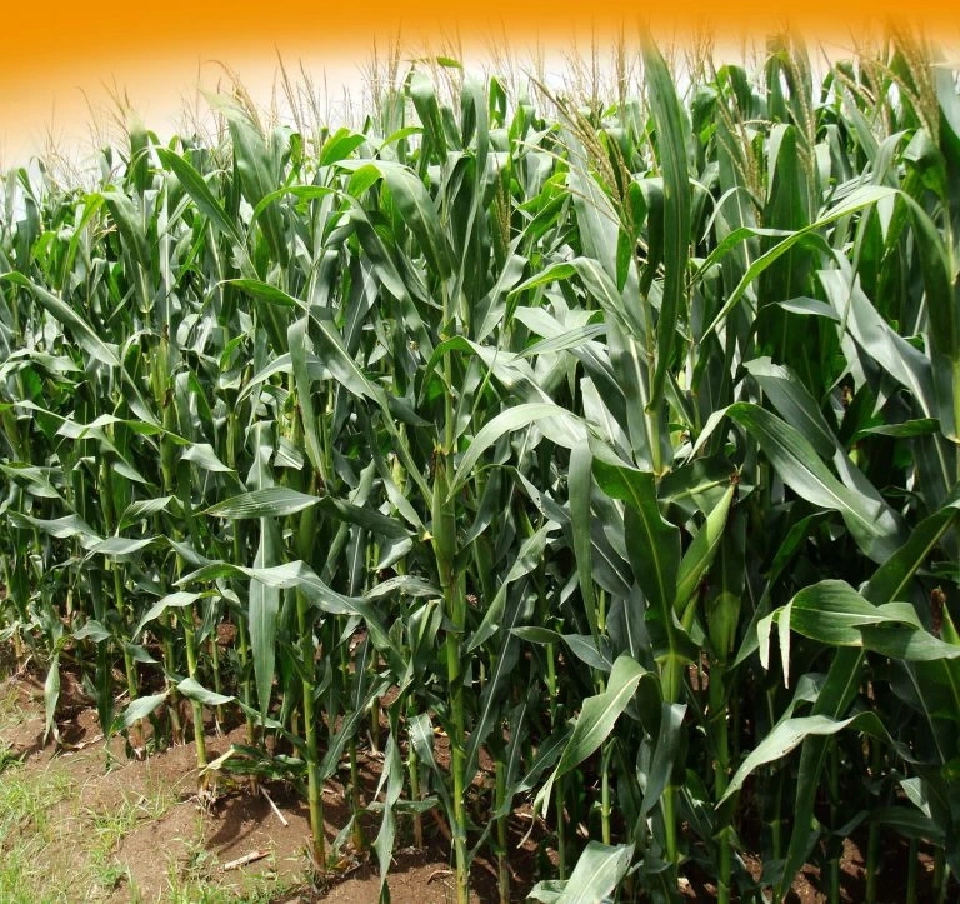 สมาคมผู้ผลิตอาหารสัตว์ไทยแจง หยุดรับซื้อข้าวโพด ช่วงนอกฤดูเป็นปกติ