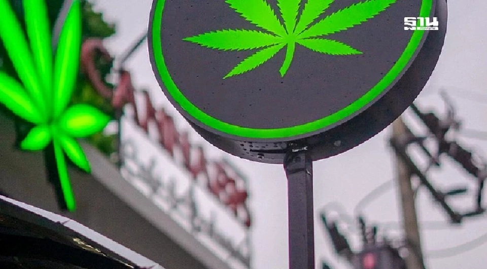 สายเขียวต้องรู้ เปิดรายละเอียดประกาศ สธ. คุม "กัญชา" ฉบับล่าสุด 