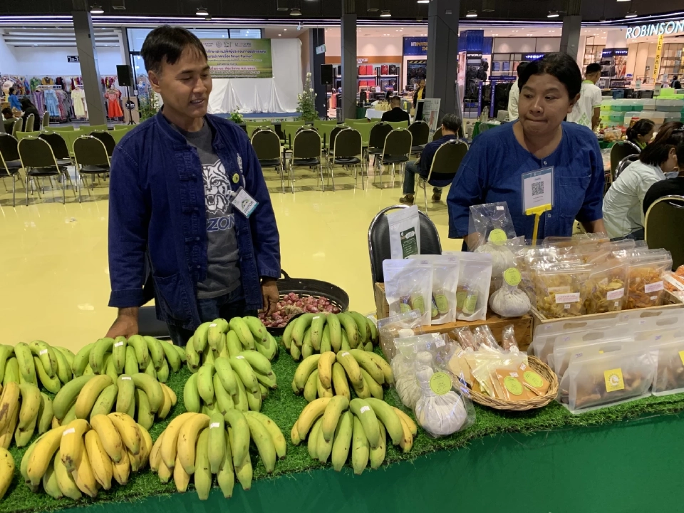 สศท.เผยสูตร ปั้นกล้วยหอม GI ชัยภูมิส่งออก โกยรายได้ 36 ล้าน