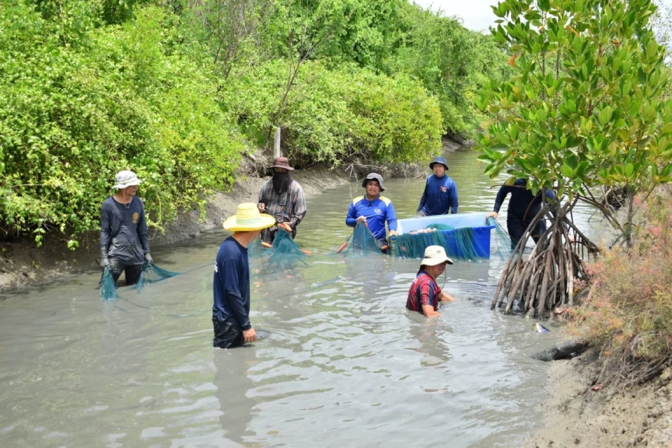 สมุทรสงครามโชว์ผลปราบ“ปลาหมอคางดำ”ลดลงจริง หลังร่วมมือทุกฝ่าย