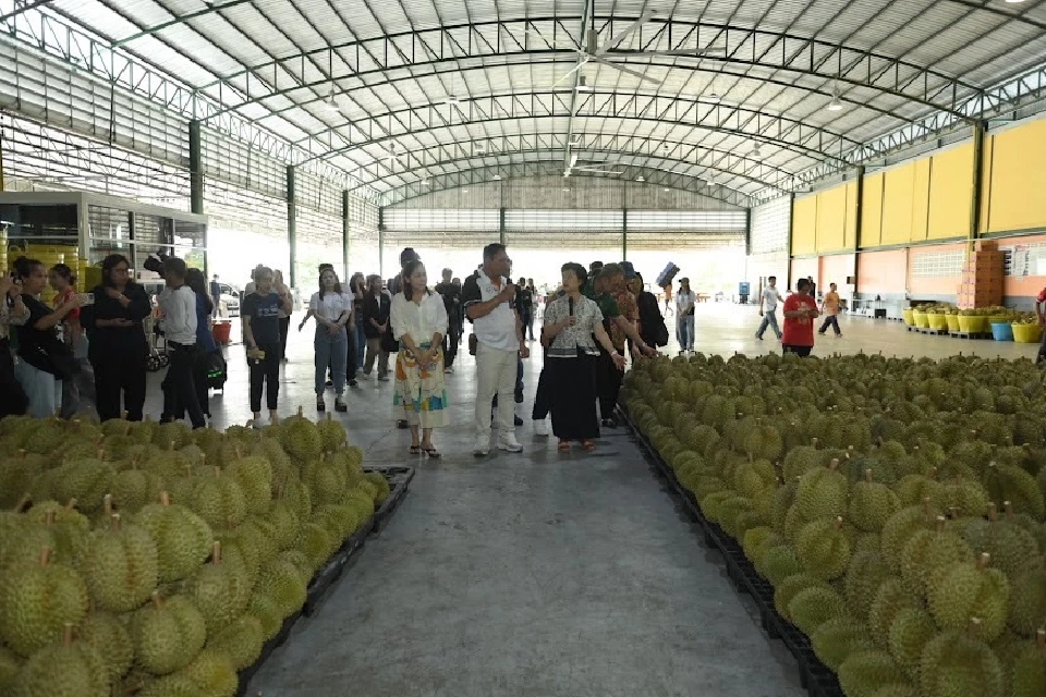พาณิชย์ ดัน ทุเรียนสู่ตลาดโลก ยกระดับ–ขยายตลาด รับมือคู่แข่งภูมิภาค