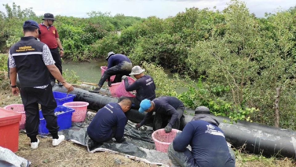 สมุทรสงครามโชว์ผลปราบ“ปลาหมอคางดำ”ลดลงจริง หลังร่วมมือทุกฝ่าย