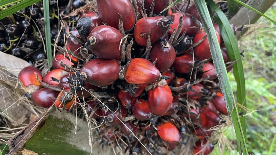 “นฤมล” ตั้ง 10 คณะทำงานลุยส่งออกฝ่ากำแพง การค้าใหม่ EUDR