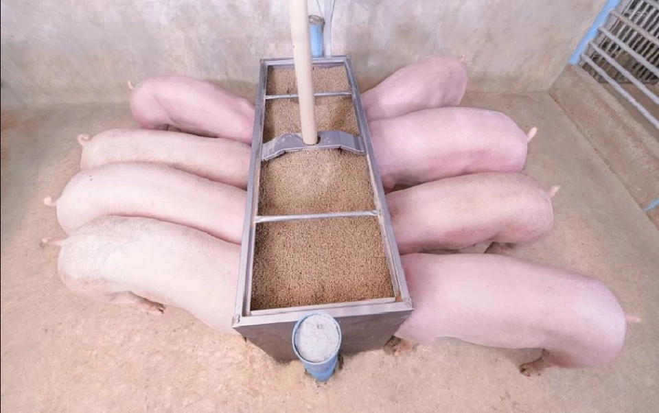 "ทรัมป์"ประกาศภาษี 36% “หมูไทย” ความมั่นคงอาหารที่ต้องปกป้อง