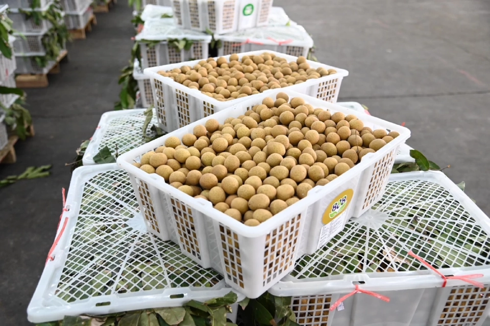 ลำไยราคาร่วง! ผลผลิตล้นตลาด เช็กราคาตลาดไท-สี่มุมเมือง ขายเท่าไหร่