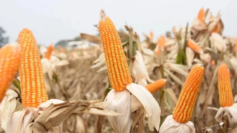 แนะไทยลดภาษีสหรัฐเลียนโมเดลเวียดนาม –พ่วงฟื้นประกันรายได้อุ้มเกษตรกร