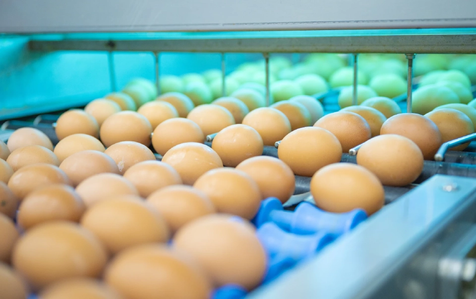 ดับฝัน 3 รายใหม่นำเข้าพ่อแม่พันธุ์ไก่ไข่ หลังบริษัทฉีกสัญญารับจ้างเลี้ยง