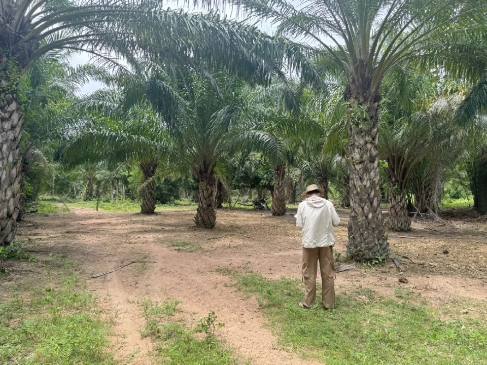 สศก. ลุยใช้ Machine Learning- AI แก้พื้นที่เพาะปลูกทับซ้อน เพิ่มแม่นยำเกษตรไทย