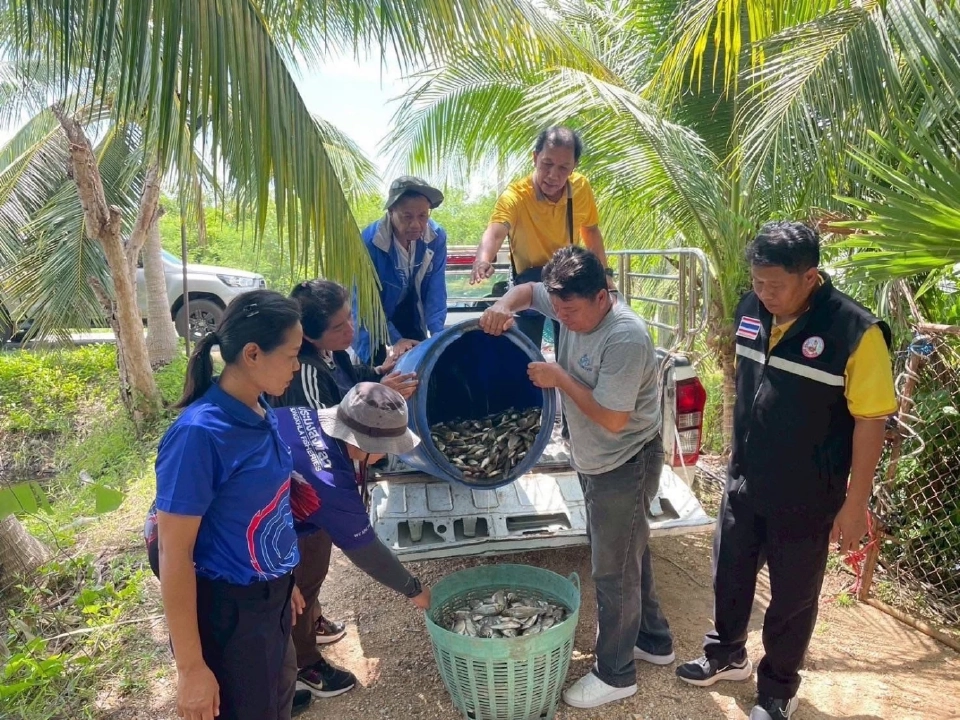 พัฒนาที่ดินเขต 12 เดินหน้ากำจัด “ปลาหมอคางดำ” 1 หมื่นกิโลฯ ดันใช้ผลิตน้ำหมักชีวภาพ