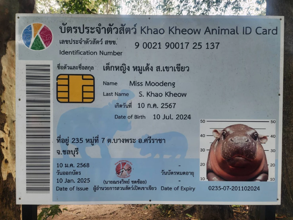 เบิร์ดเดย์ “หมูเด้ง” 1 ขวบ