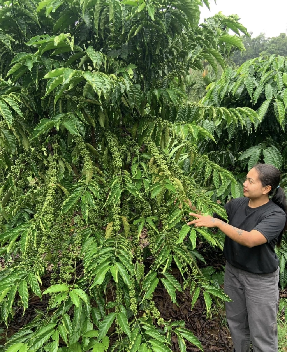 “เนสกาแฟ” มุ่งมั่นขับเคลื่อนอุตสาหกรรมกาแฟไทย สู่ความยั่งยืน จากต้นน้ำสู่มือผู้บริโภค