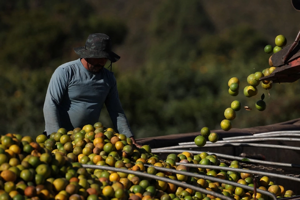 คนงานกำลังบรรทุก ส้ม ลงใน รถบรรทุกที่ฟาร์มแห่งหนึ่งในเมืองฟอร์โมโซ รัฐมีนัสเชไรส์ ประเทศบราซิล เมื่อวันที่ 16 กรกฎาคม 2568 REUTERS