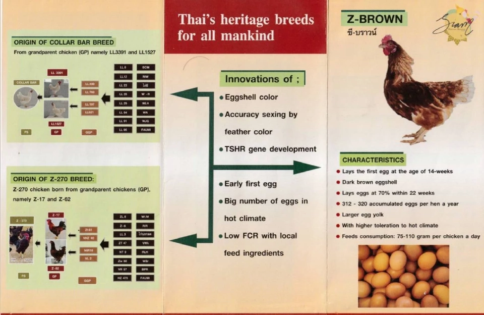 ดับฝัน 3 รายใหม่นำเข้าพ่อแม่พันธุ์ไก่ไข่ หลังบริษัทฉีกสัญญารับจ้างเลี้ยง