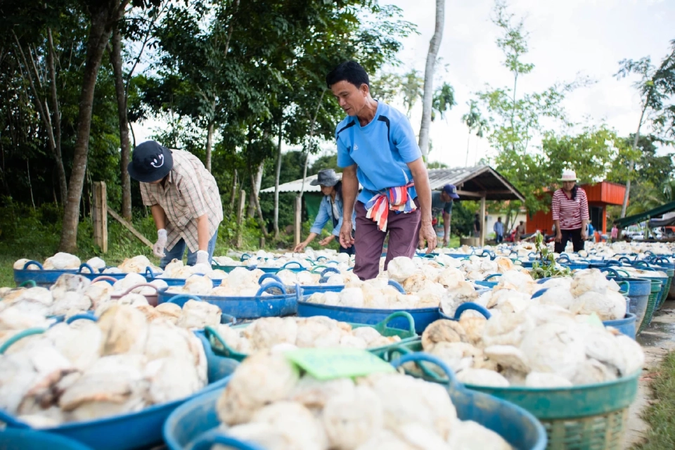 สหรัฐชะลอซื้อ กยท. ปลุกอุตยางฯ ไทย เตรียมรับแรงกระแทกภาษีทรัมป์