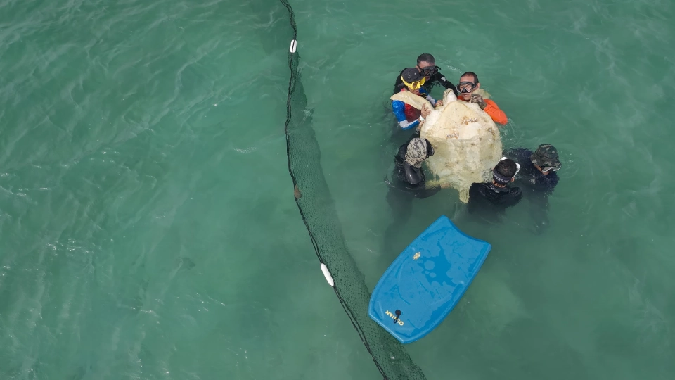 กรมทะเล ตรวจสุขภาพ-ปล่อยเต่าทะเล พร้อมติดอุปกรณ์ดาวเทียม