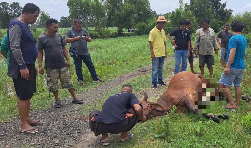 “อรรถกร” สั่งระดมขนเสบียง เวชภัณฑ์อาหารสัตว์ถึงมือเกษตรกร ในพื้นที่ปะทะ ชายแดนไทย-กัมพูชา