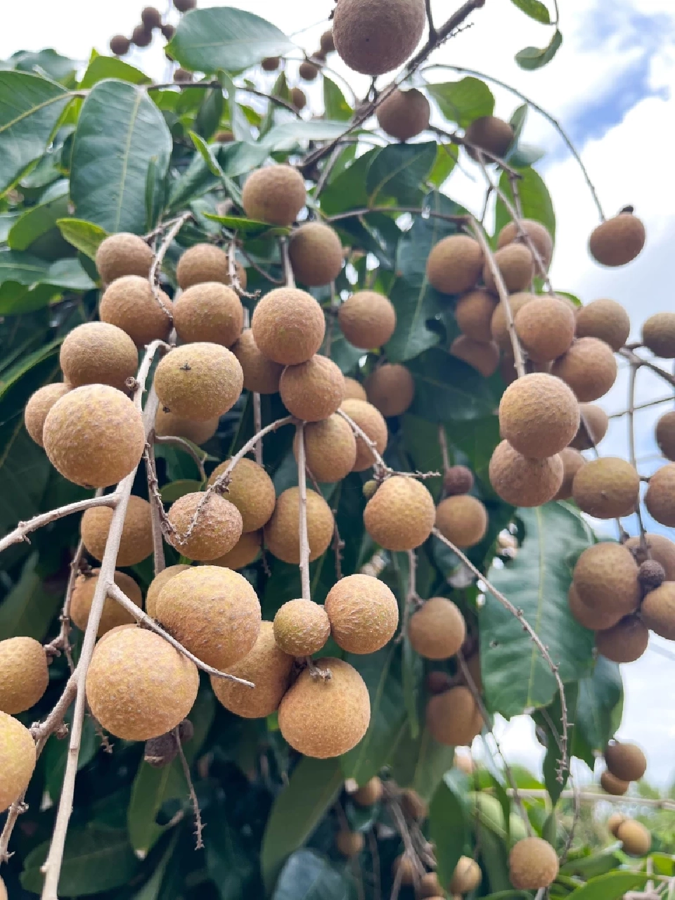 "ผลผลิตลำไยภาคเหนือปี 2568" ทะลุ 1.06 ล้านตัน กำลังออกสู่ตลาด