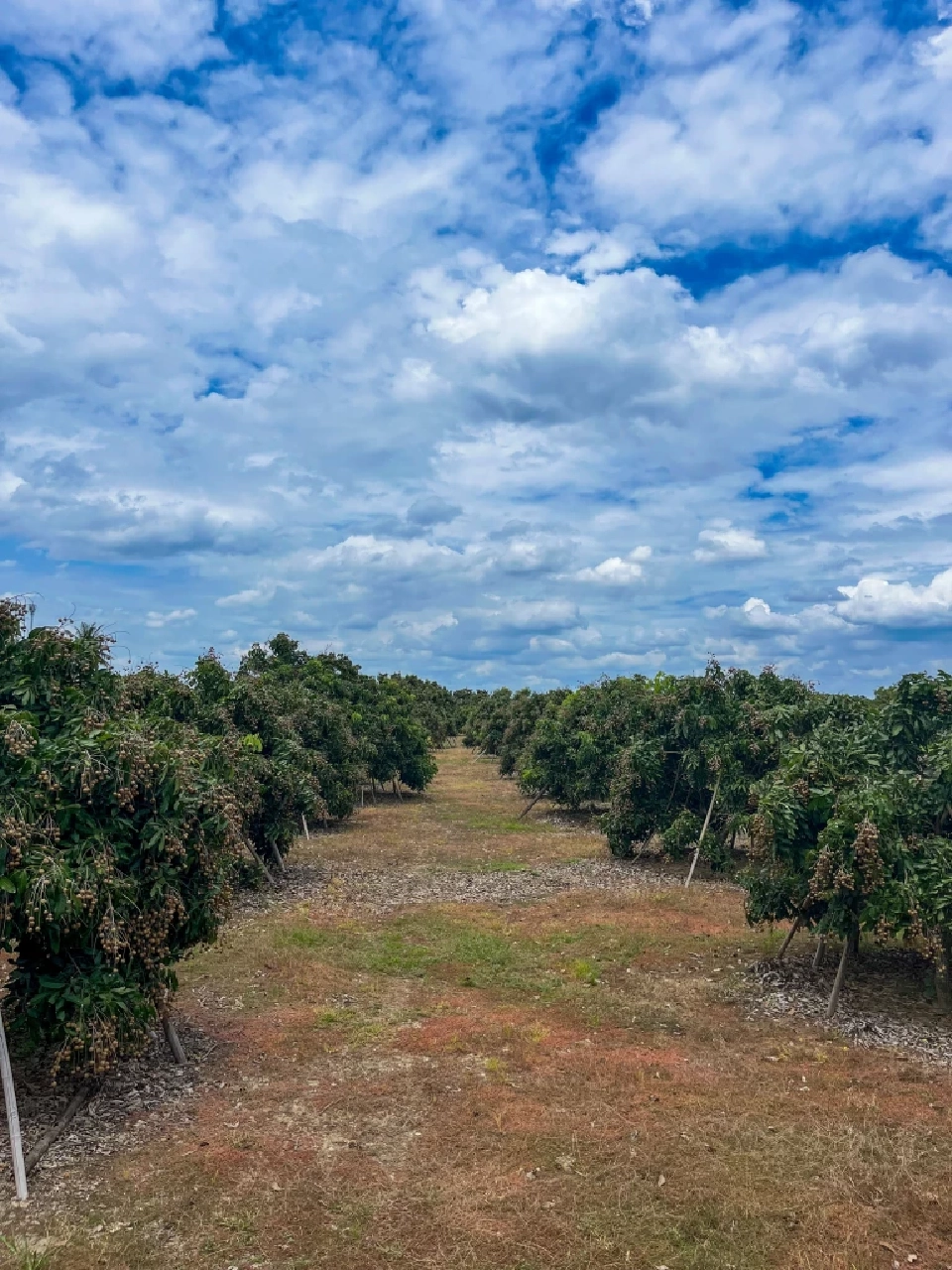 "ผลผลิตลำไยภาคเหนือปี 2568" ทะลุ 1.06 ล้านตัน กำลังออกสู่ตลาด