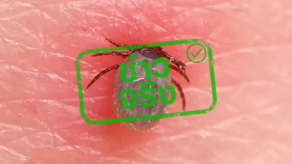 เตือน ‘เห็บกัด’ มีความเสี่ยงเสียชีวิตจากไวรัสโพวาสซานได้