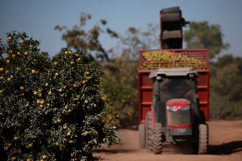 ภาพรถแทรกเตอร์กำลังเก็บส้มที่คนงานเก็บใน สวน ส้มในเมืองฟอร์โมโซ รัฐมีนัสเชไรส์ ประเทศบราซิล เมื่อวันที่ 16 กรกฎาคม 2568 ภาพโดย REUTERS