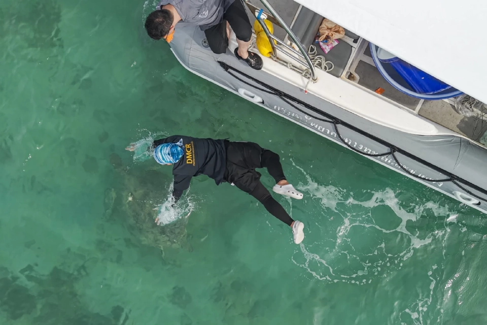 กรมทะเล ตรวจสุขภาพ-ปล่อยเต่าทะเล พร้อมติดอุปกรณ์ดาวเทียม